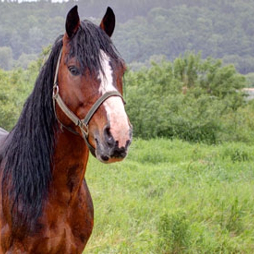 Celstraf voor fraude met paardenvlees