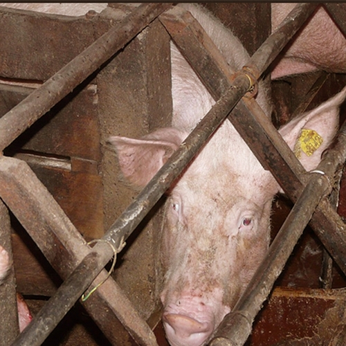 Petitie voor betere controles van varkensbedrijven