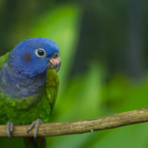 nVWA: Risico papegaaienziekte moet omlaag