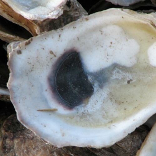 Boete voor rapen oesters in verboden gebied