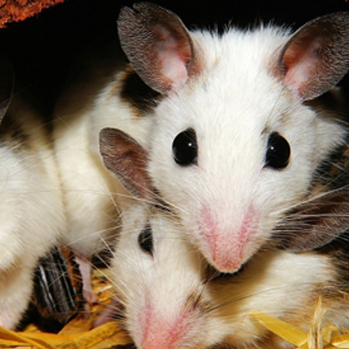 Gel PIP-implantaten getest op muizen