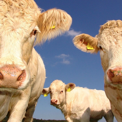 Crisis in de melkveehouderij vanwege mestoverschot