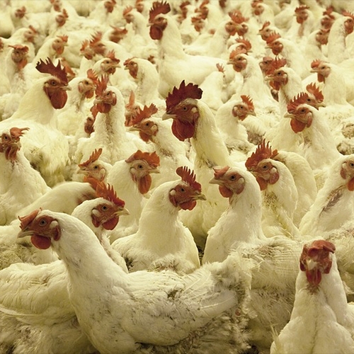 'Kippenboeren in de fout met dierenwelzijn en voedselveiligheid'