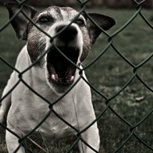 NVWA: pas op voor Spaanse honden
