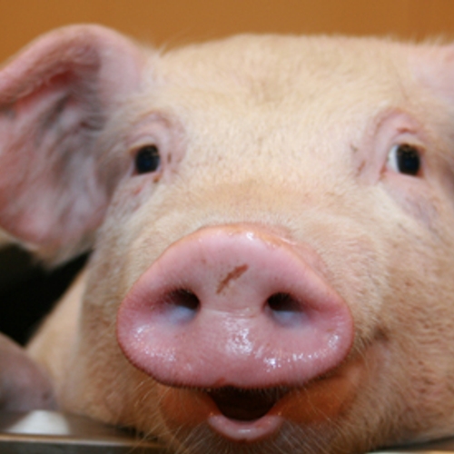 'Bedrijven over op varkens met welzijnskeur'