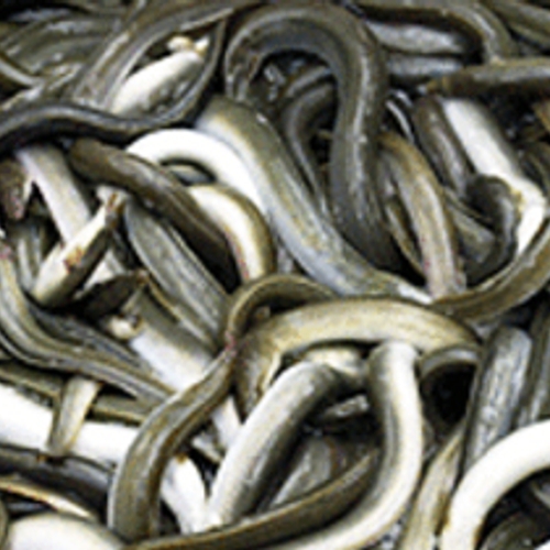 Kamer vraagt weer om visverbod dioxinepaling