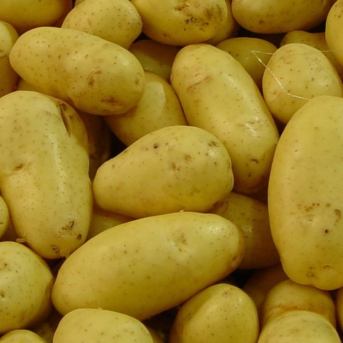 'Extreem weer hindert aardappeloogst'