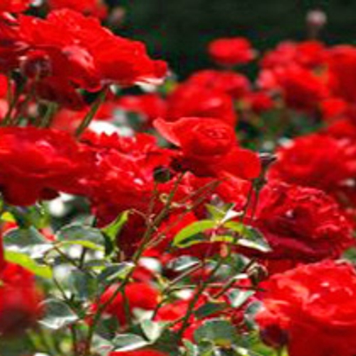 Nederland importeert steeds meer rozen