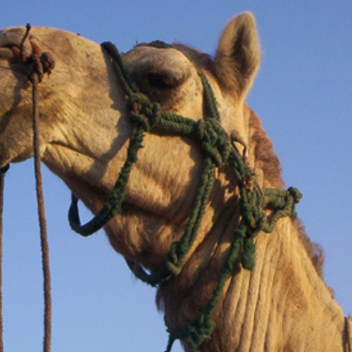 Dierenbescherming tegen kamelenactie Makro