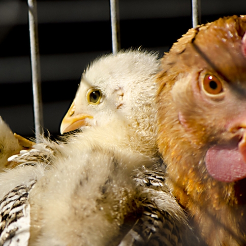 Afbeelding van CIWF: 'Verbied kooien voor kippen'