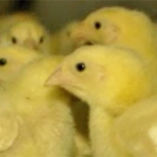 'Nederlandse kippenboeren verzorgen kuikens slecht'