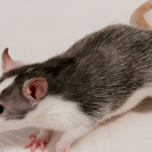Meer consumenten ziek door ratten en muizen