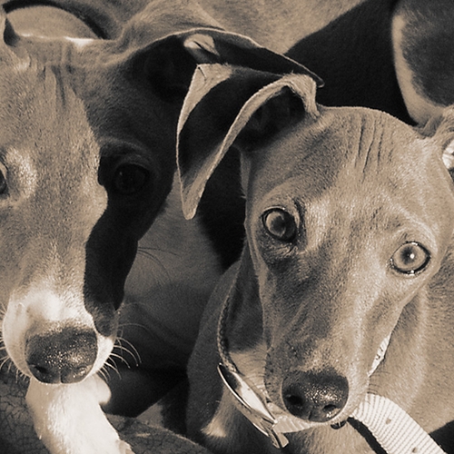 Ophef om experiment op honden in Australië