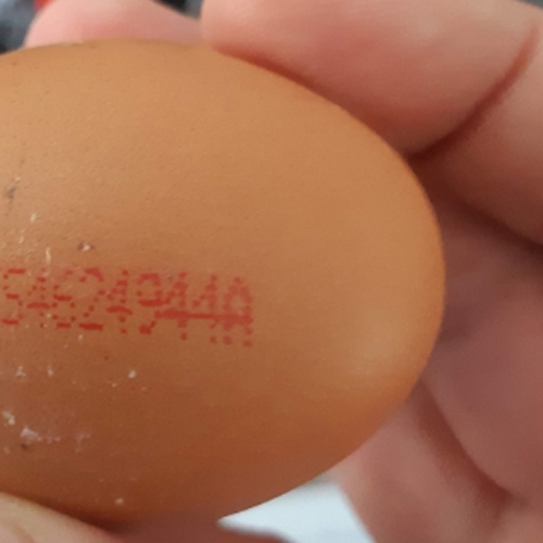 Waarschuwing: pas op voor eieren met Salmonella