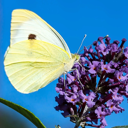 Nog nooit zo weinig vlinders waargenomen tijdens tuinvlindertelling
