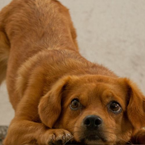 Afbeelding van 'Fairfok' keurmerk voor hondenfokkers