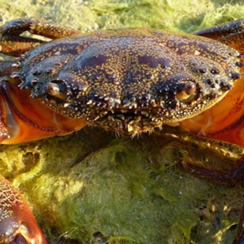 Afbeelding van Weerstand tegen kreeften en krabben levend koken