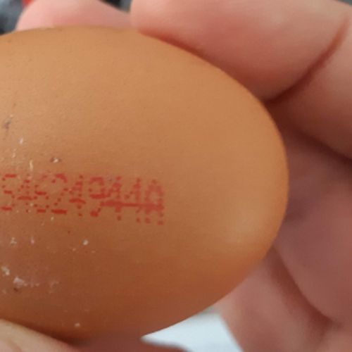 Afbeelding van Waarschuwing: pas op voor eieren met Salmonella